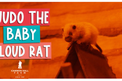 Judo the baby cloud rat