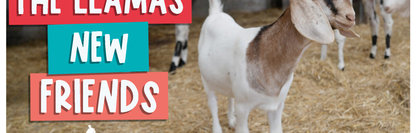 The llamas new friends