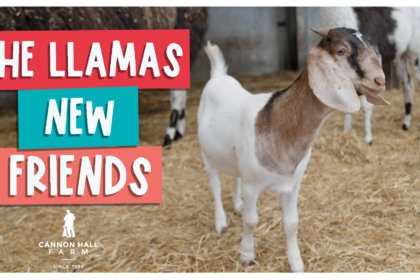 The llamas new friends