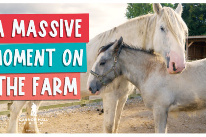 A massive moment on the farm