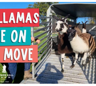 The llamas are on the move