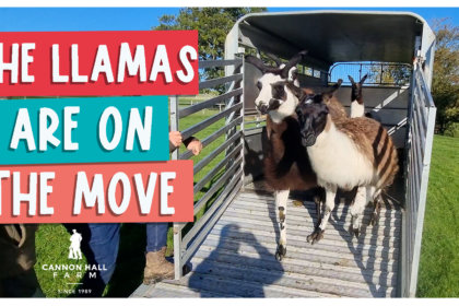 The llamas are on the move