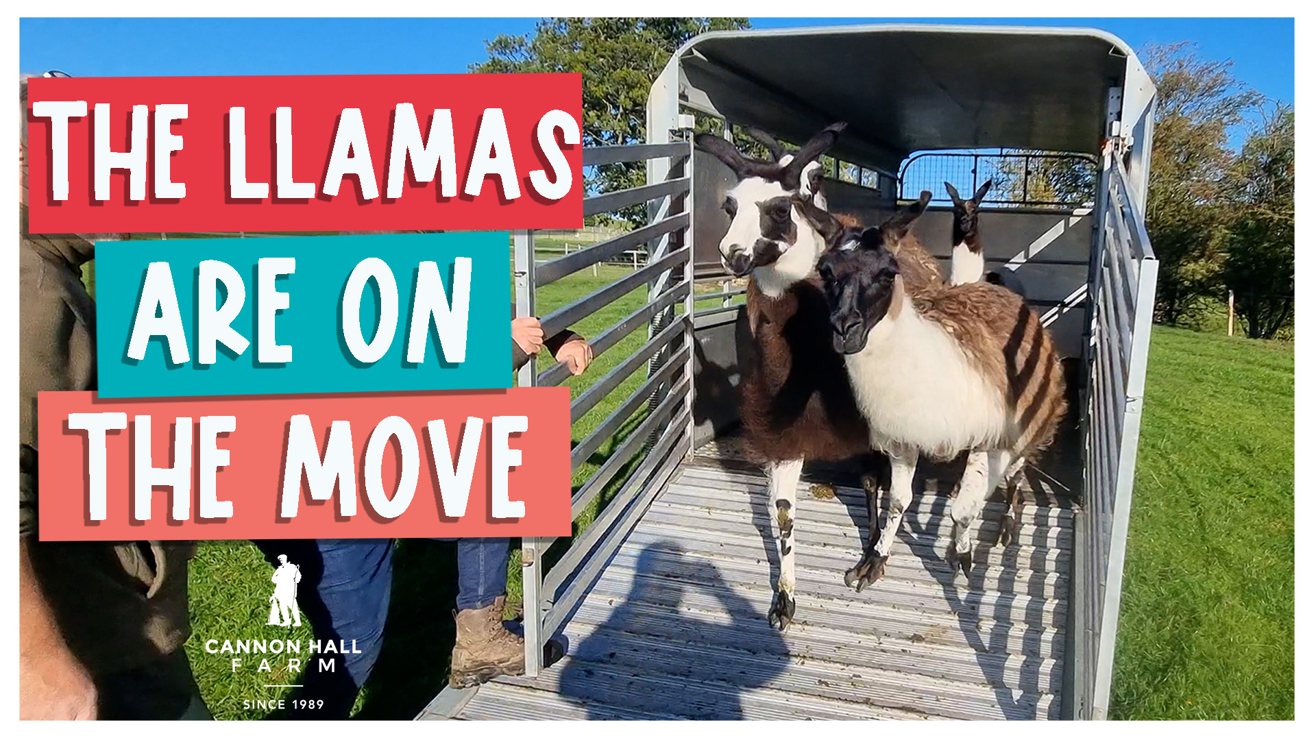 Moving the llamas! | Cannon Hall Farm