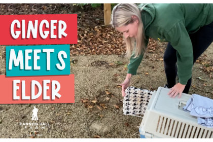 Ginger meets Elder
