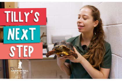 Tilly's next step