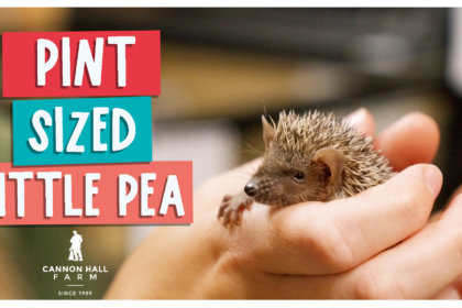 pint sized little pea