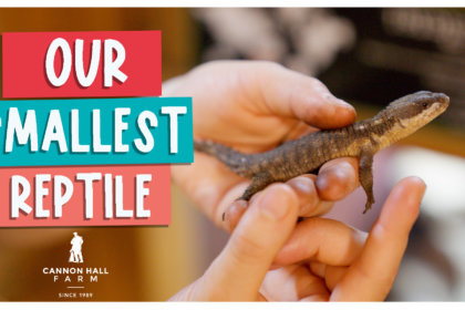 Our Smallest reptile