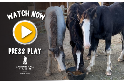 Watch our video