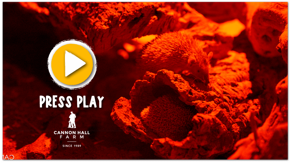 The Tenrecs Hibernate Cannon Hall Farm Cannon Hall Farm