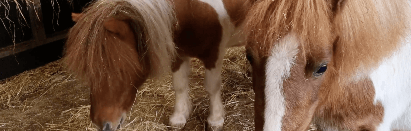 Shetland ponies