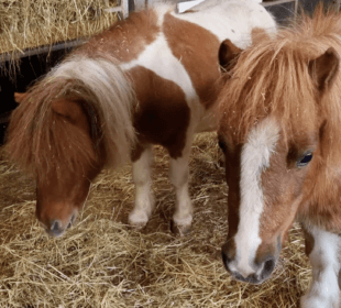 Shetland ponies