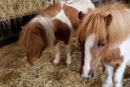 Shetland ponies