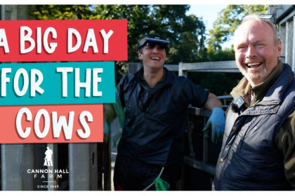 A big day for the cows
