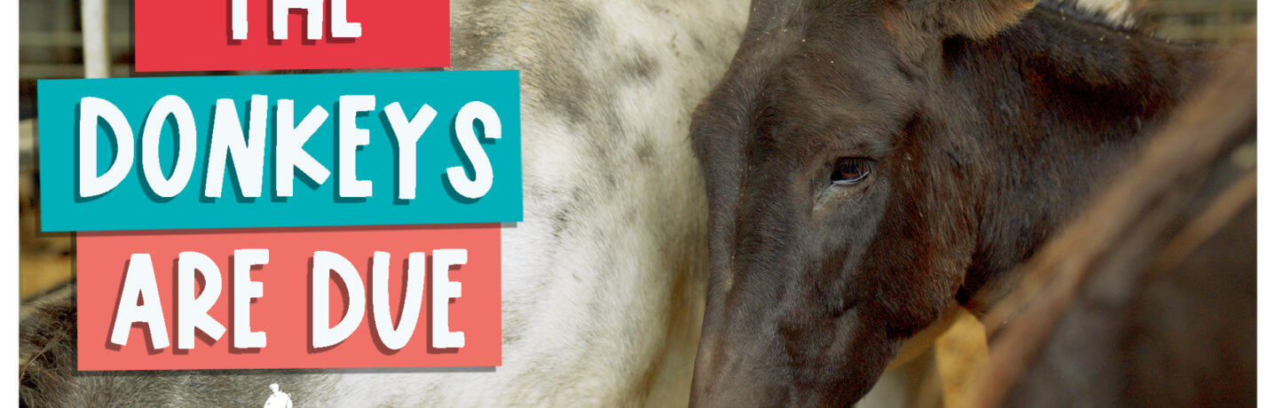 The donkeys are due