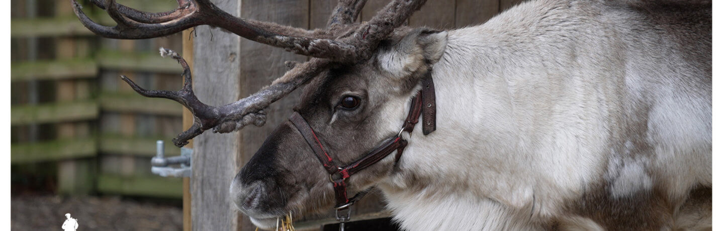 Reindeer