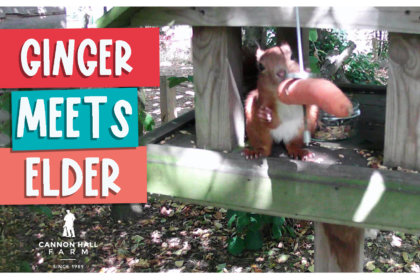 Ginger meets Elder