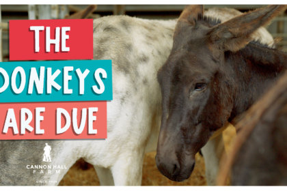 The donkeys are due