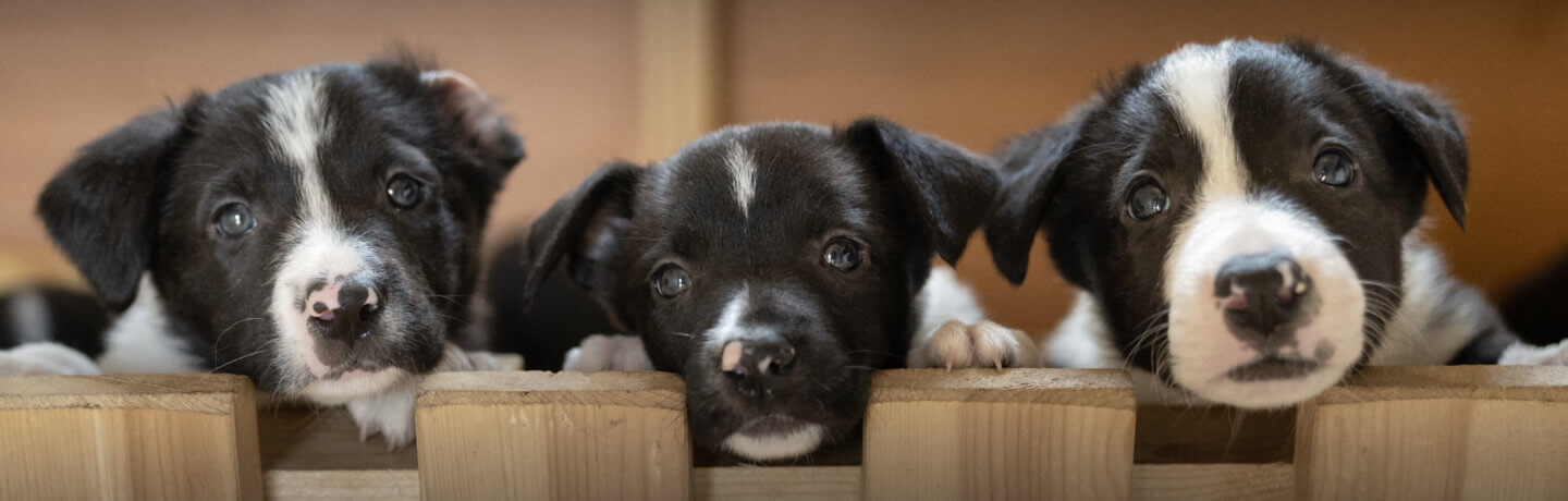 3 black and white puppies