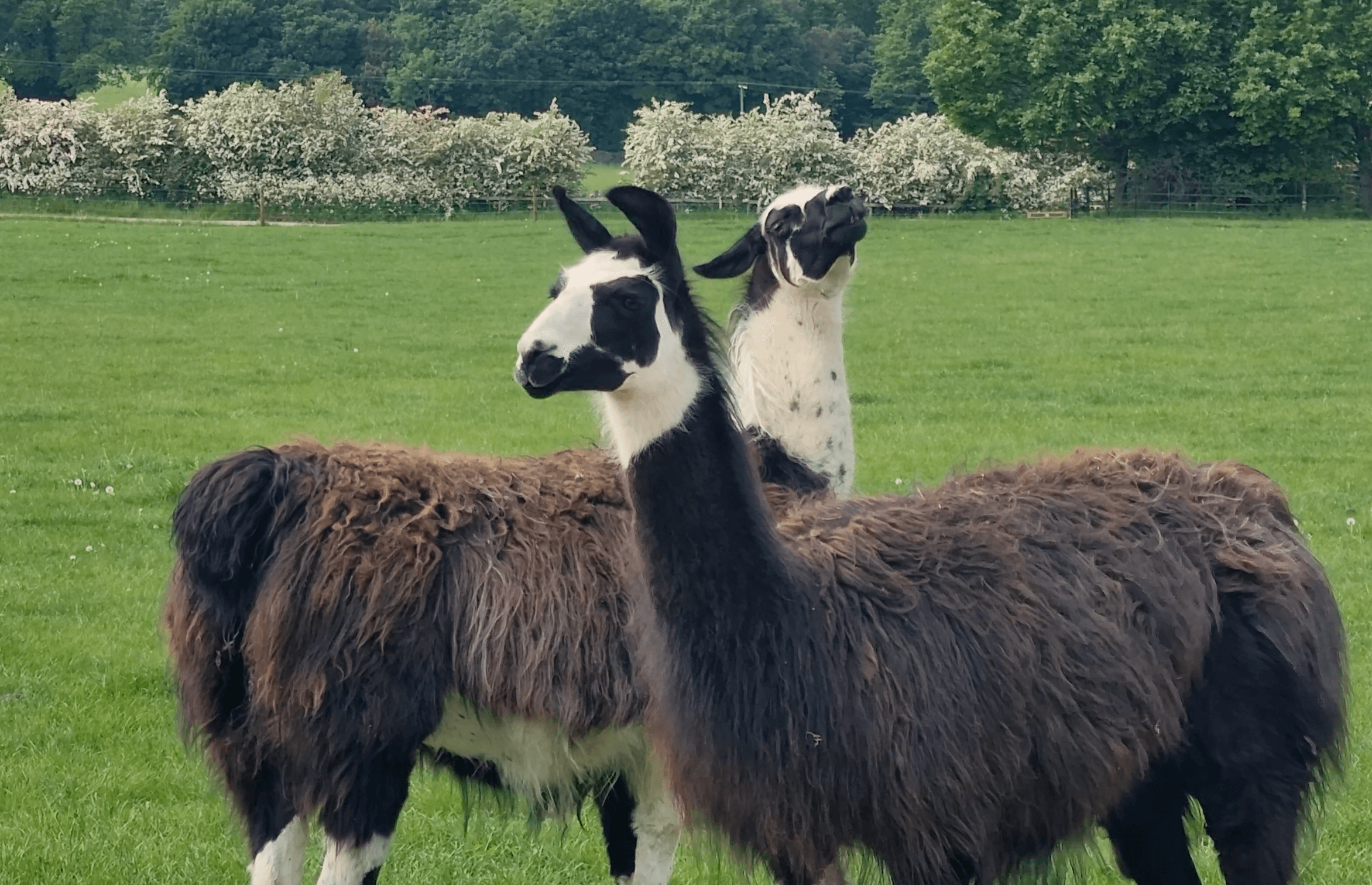 Tractor Ride Guests! Cannon Hall Farm