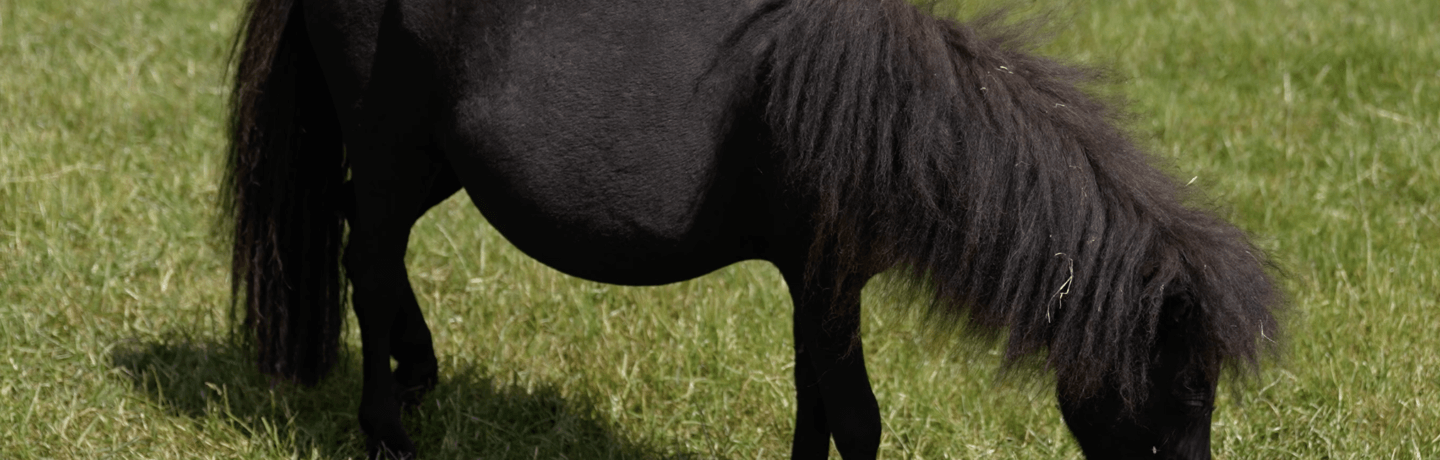 small black pony