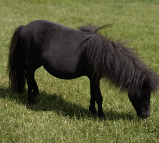 small black pony