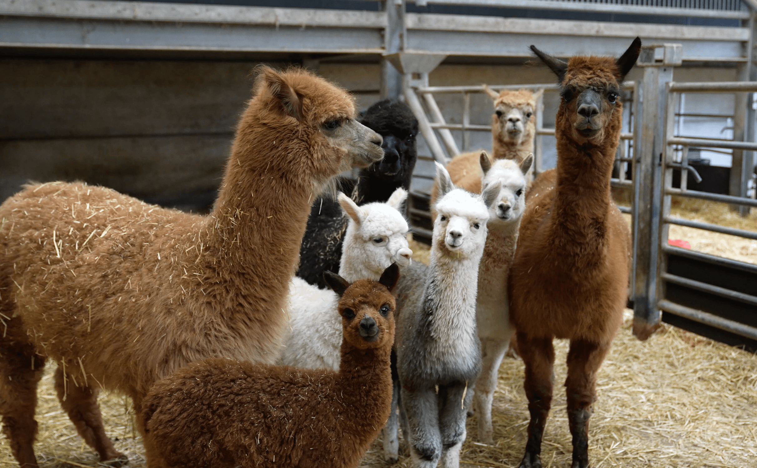 Naming the alpacas! Cannon Hall Farm