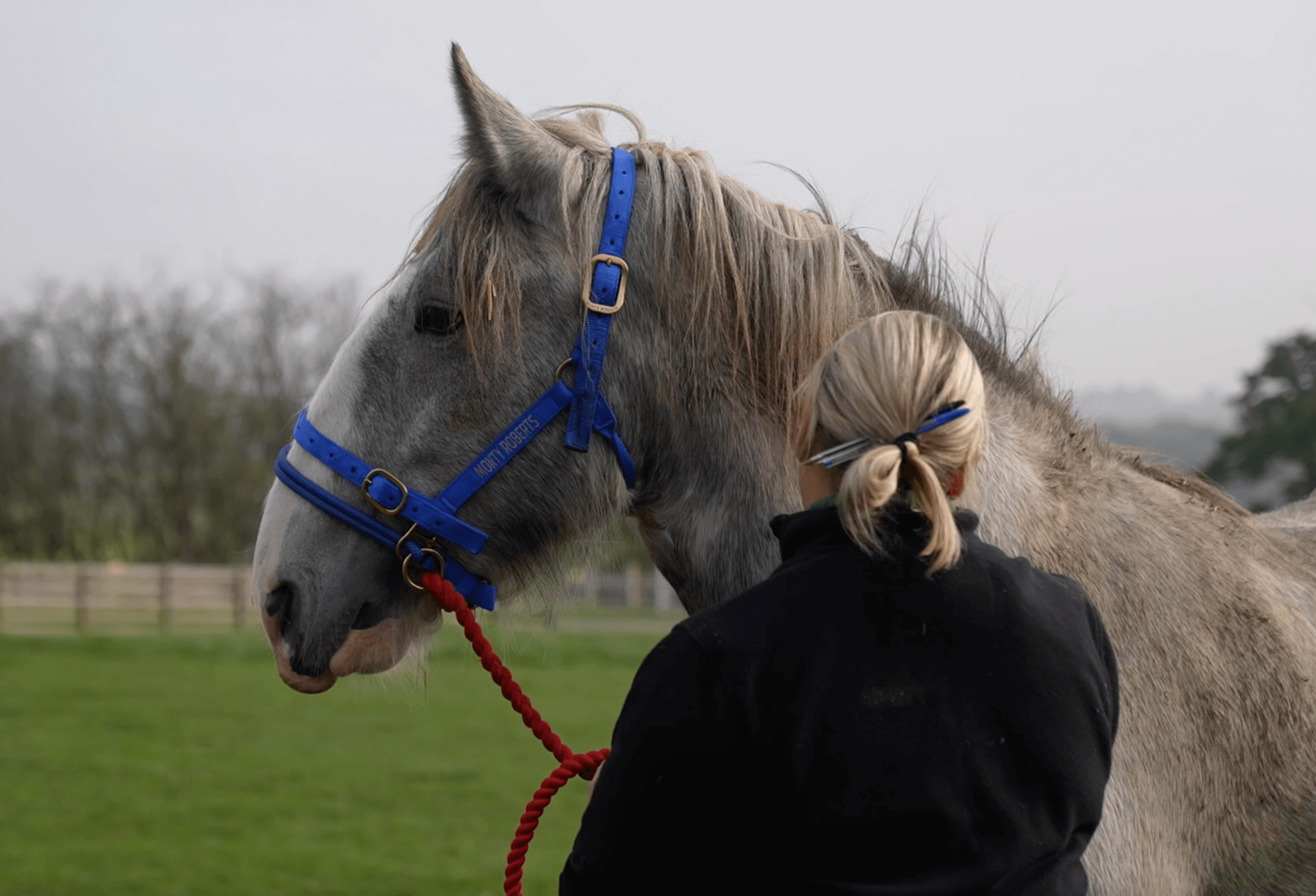 The next steps for Herkules! Cannon Hall Farm